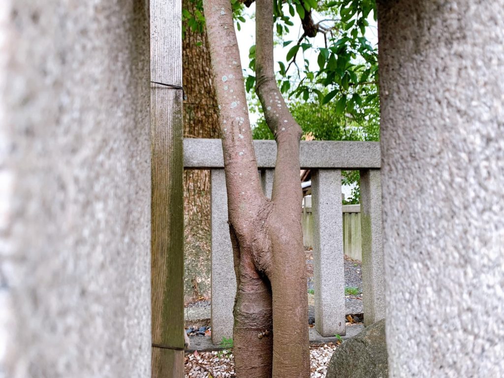 若宮八幡宮　連理木　縁結び